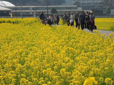 筵内区の「なの花まつり」と商工会主催の「春爛漫 桜まつり」に参加。舞の里おやじバンドの皆さんと共演し、「古賀んもんの宝」を熱唱。古賀キッズブラス(KKB)の第11回定期演奏会へも。