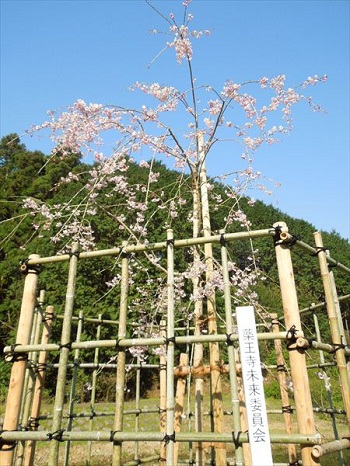 薬王寺水辺公園へ。母校・県立福岡高校の入学式へも。