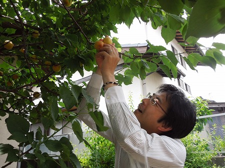 古賀市リズム体操協会による「市民ふれあい大会」で挨拶。住民の方のご自宅であんずの収穫も。