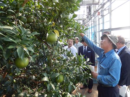 福岡県のこれからの農業と地域振興を考えるため、所属会派として古賀市を視察。若手農業者の皆さんを中心とした「スイーツコーン」の特産品化とニューヒーローを生み出した取り組みや、地元農産物を使った新たな特産品開発を競う「K-1(古賀の一品)グランプリ」の事業概要、デコポン農家の現状と課題などを学びました。