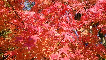 米多比区の私設植物園「興山園」で開かれた紅葉狩りのイベントへ。