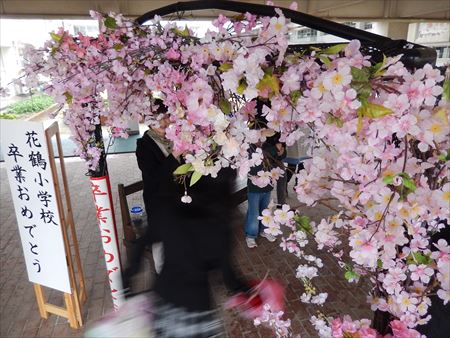 花鶴丘3丁目区の皆さんが「花のアーチ」を作り、登校してくる卒業生を出迎えていました。